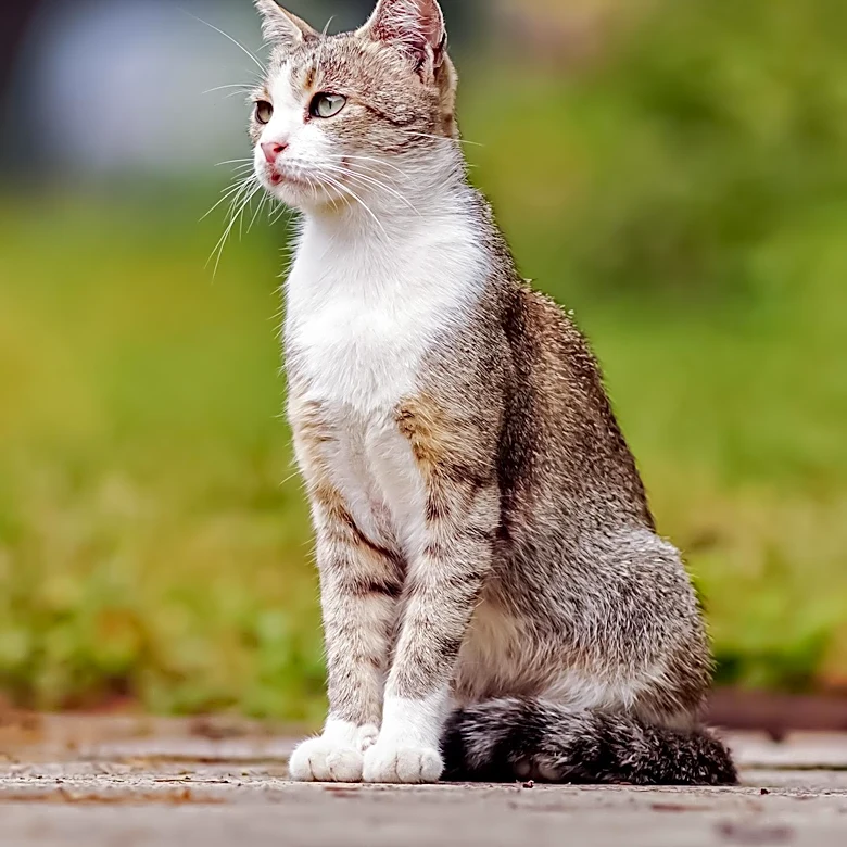 Why Did the European Shorthair Struggle to Establish Its Own Identity?