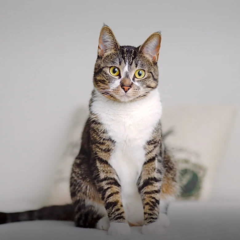 Why the European Shorthair Looks So Much Like an Ordinary House Cat