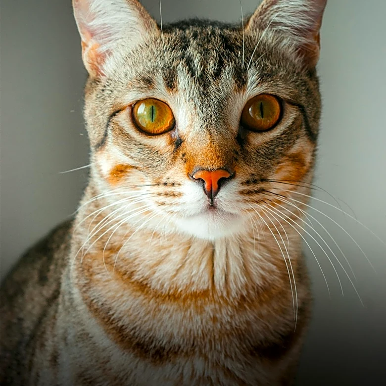 Why Do Some Cats Have Curly Whiskers and Wiry Fur?