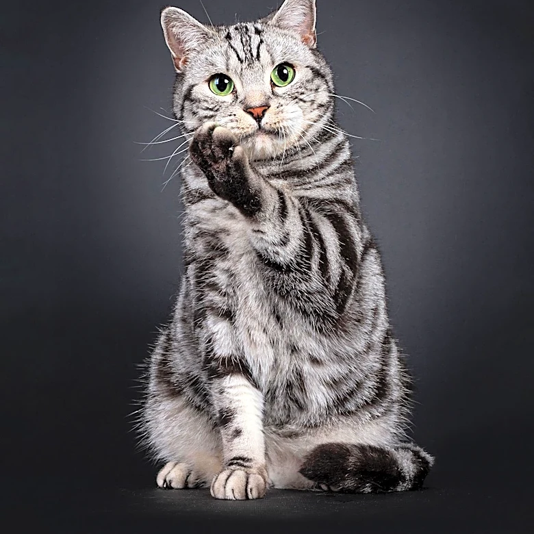 The Origin of the American Wirehair Studied