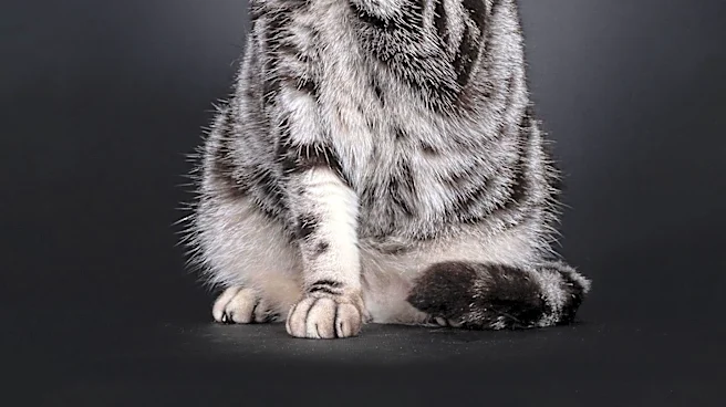 The Origin of the American Wirehair Studied