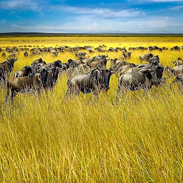 The Serengeti's Great Migration Cycle Explained