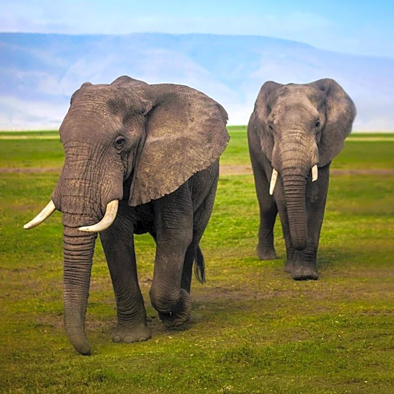 Human History and Conservation in the Serengeti Explored