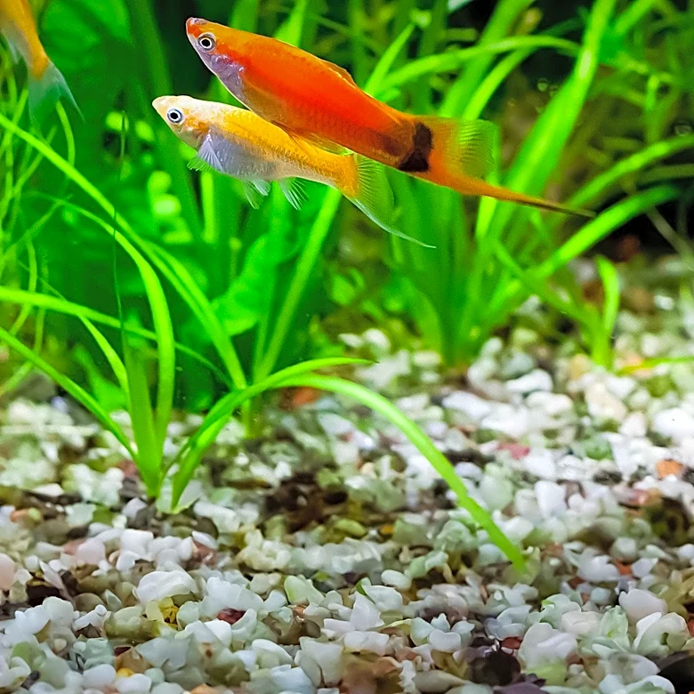 What Do Harlequin Rasboras Need to Thrive in an Aquarium?
