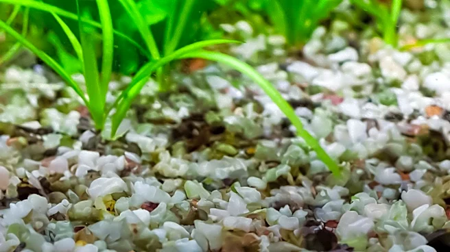 What Do Harlequin Rasboras Need to Thrive in an Aquarium?