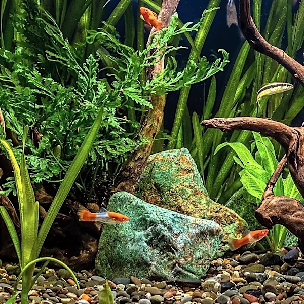 How Did a Wild River Fish Become an Aquarium Favorite?