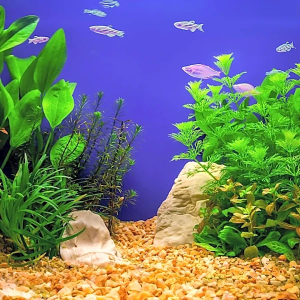 Why Tiger Barbs Look Like Tiny Underwater Tigers
