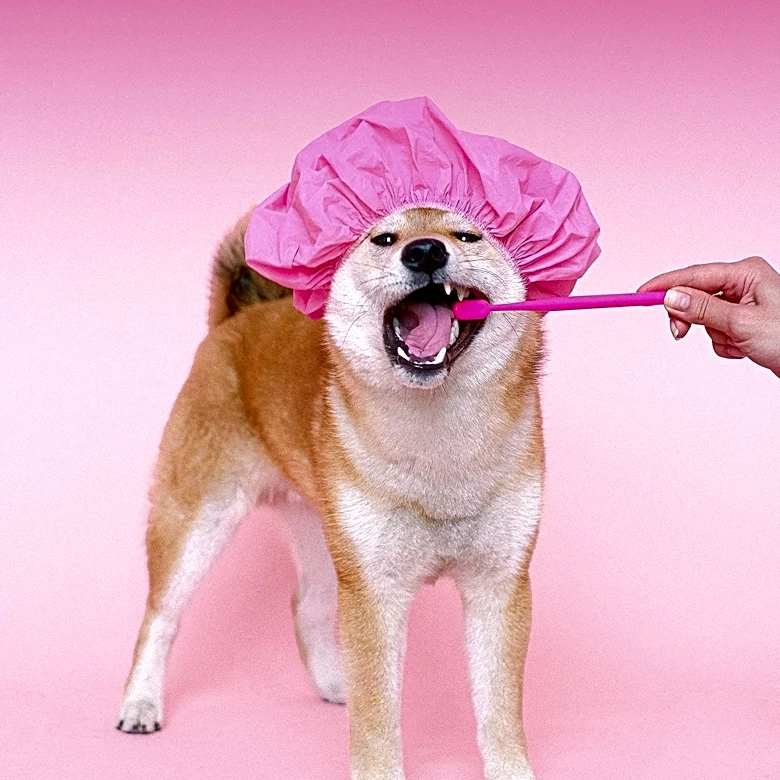 Bad Breath or a Cavity? Signs Dog Owners Should Know