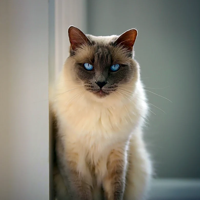 Why Ragamuffin Cats Have Such Thick, Silky Fur