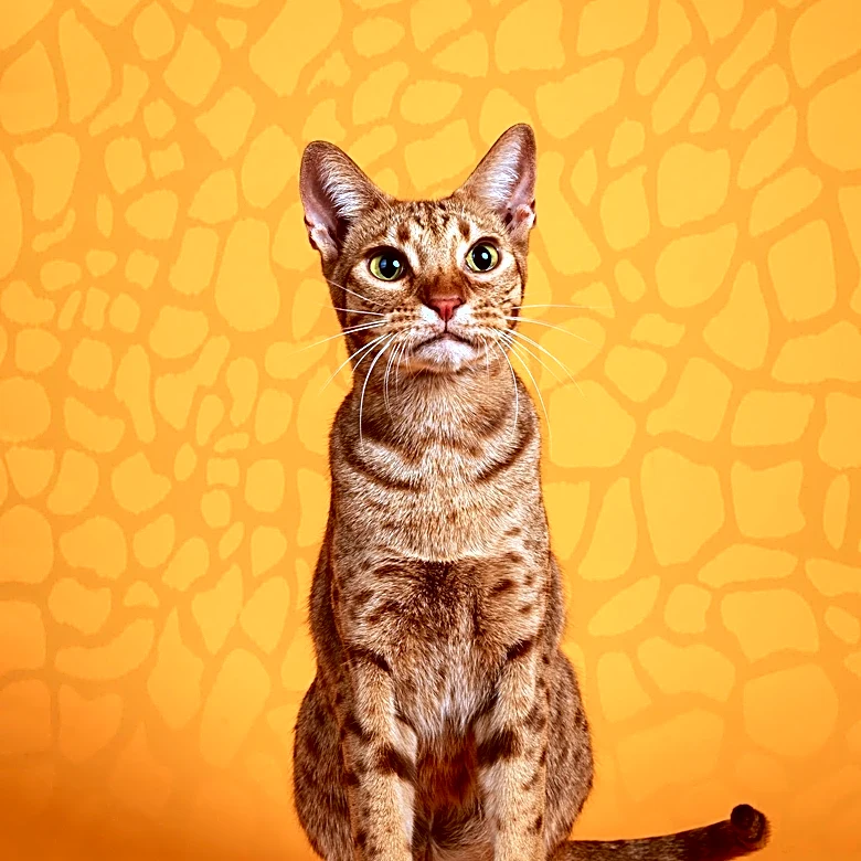 Why Does This House Cat Look Like a Tiny Ocelot?