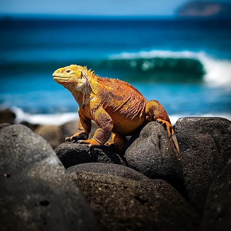 Why Green Iguanas Are a Much Bigger Commitment Than They Look