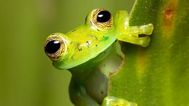 How Frogs Survive Almost Everywhere on Earth