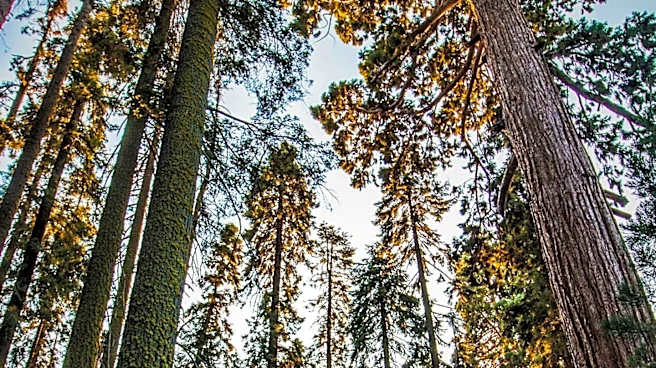 From Giant Trees to Salmon, the Redwoods Shelter a Remarkable Ecosystem