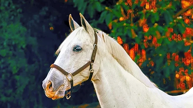 From VHS to DVD, Mister Ed Found New Audiences Long After Its Finale
