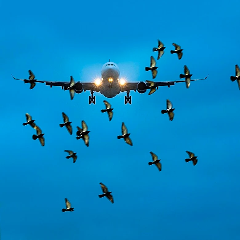The Flight 375 Investigation Highlighted the Aviation Danger Posed by Bird Strikes