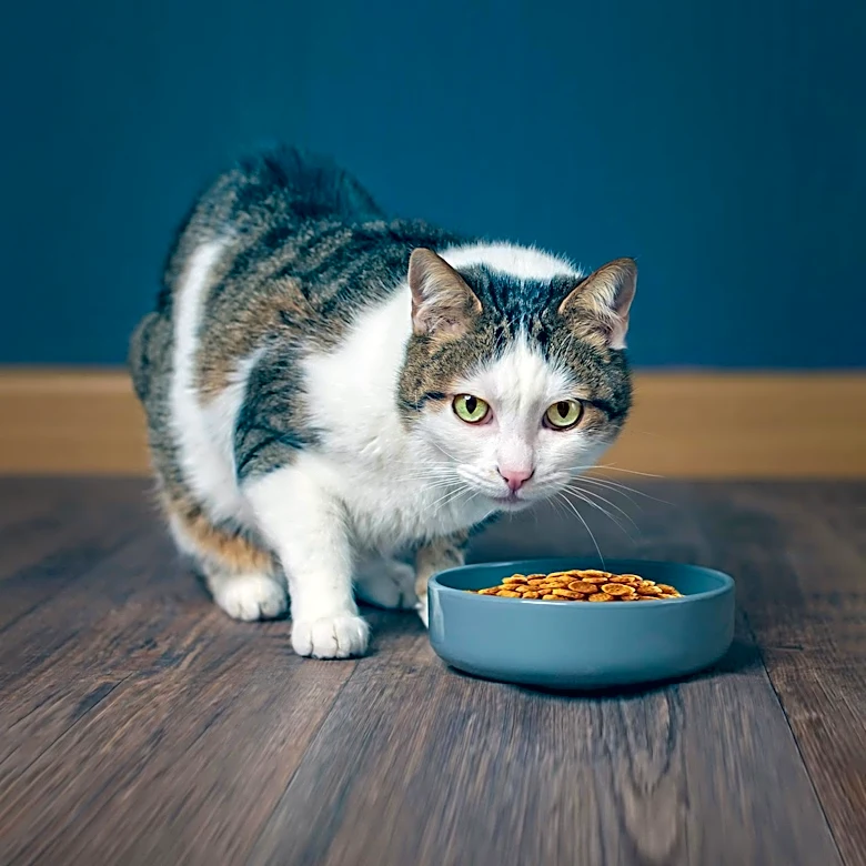 What Did Cats Eat Before Commercial Cat Food Existed?