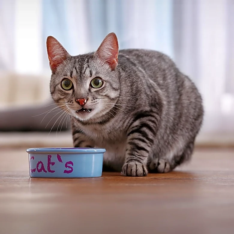 Tailored Nutrition: Understanding Specialist Diets for Cats