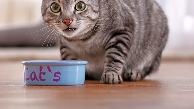 Tailored Nutrition: Understanding Specialist Diets for Cats