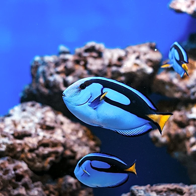 Why Three Very Different Fish Are All Called Blue Tangs