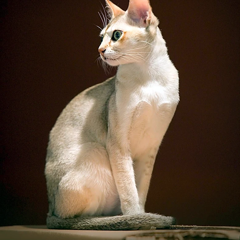 The Tiny Cat Breed With a Surprisingly Complicated Past