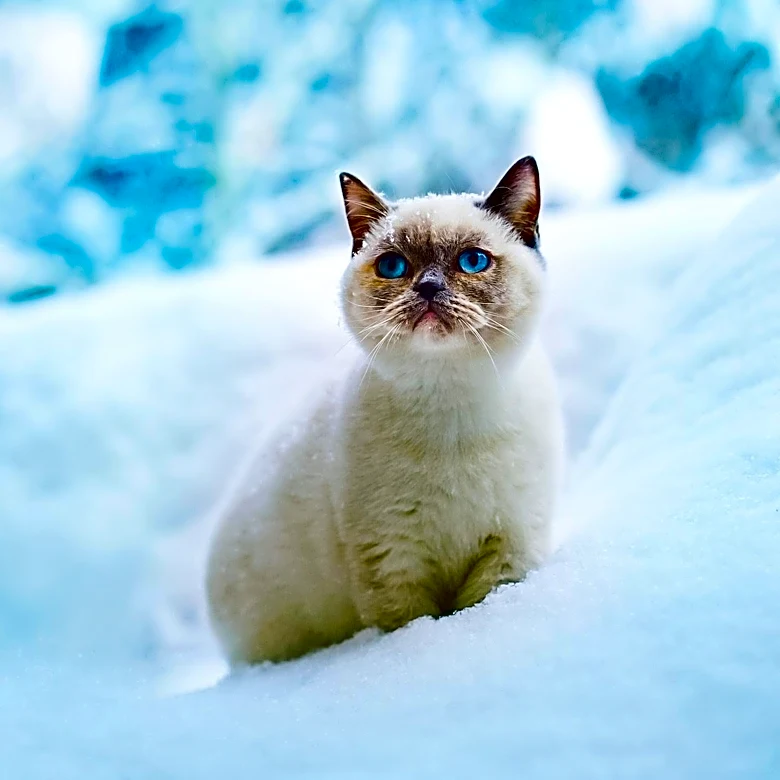 Why Are Snowshoe Cats So Rare?