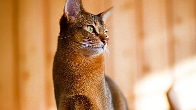 The Mystery Behind the Somali Cat's Fluffy Coat