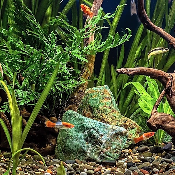The Colorful Fish That Comes in Countless Varieties