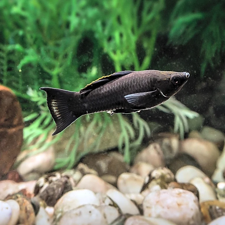 Why This Tiny Fish Became an Aquarium Favorite