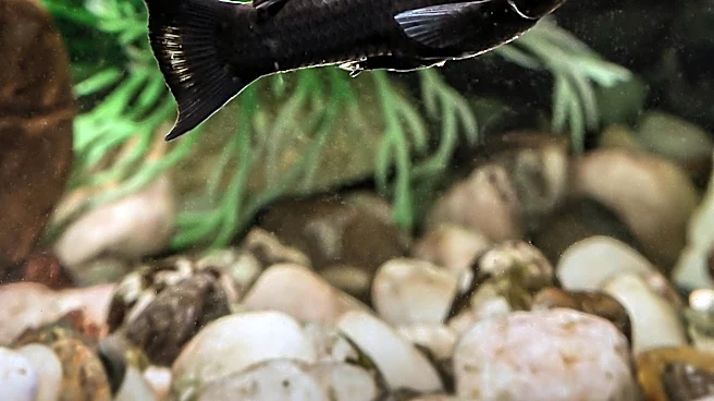 Why This Tiny Fish Became an Aquarium Favorite