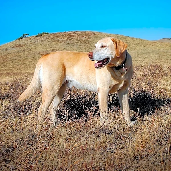 How a Dog Bred in the 1800s Became the Official State Dog of Texas