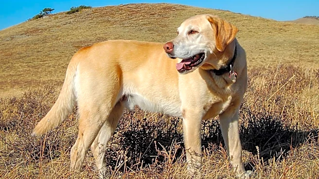 How a Dog Bred in the 1800s Became the Official State Dog of Texas