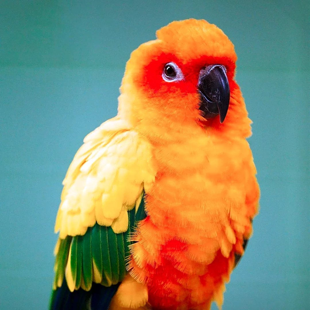 How the Pet Trade Pushed a Bright Yellow Parrot Toward Extinction