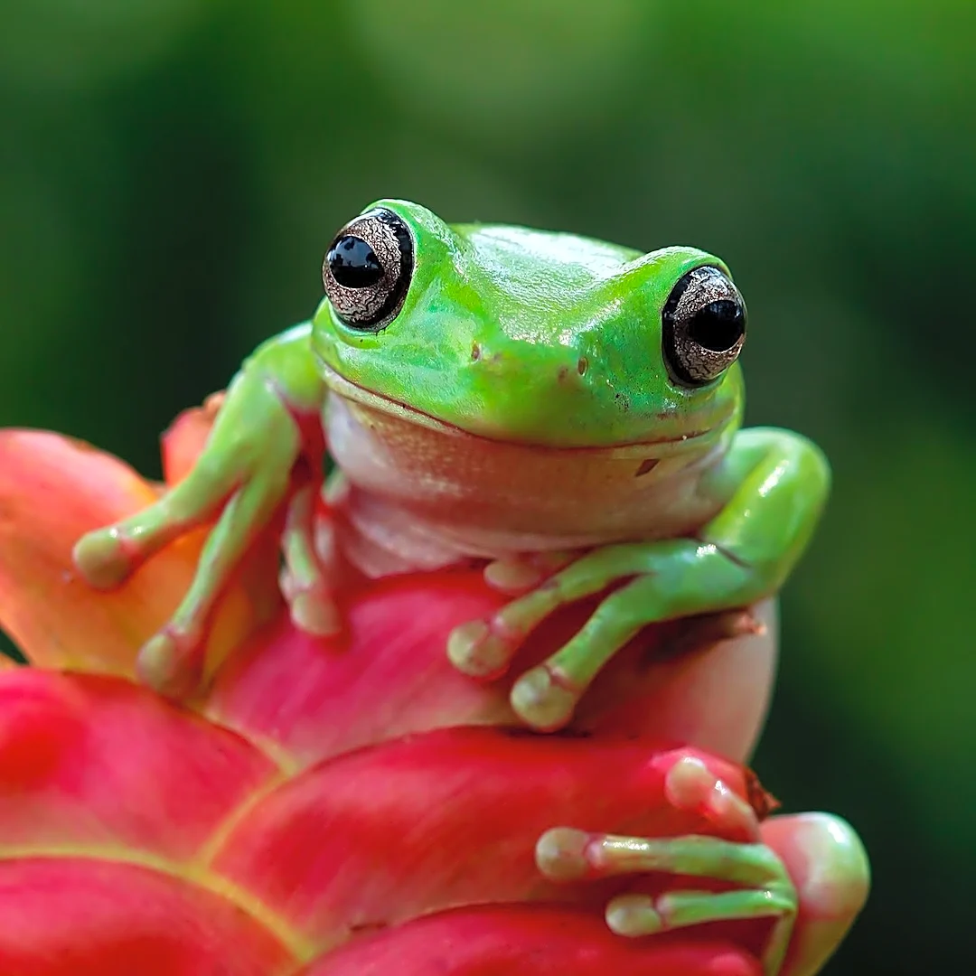The Surprising Frog That Can Live More Than 20 Years