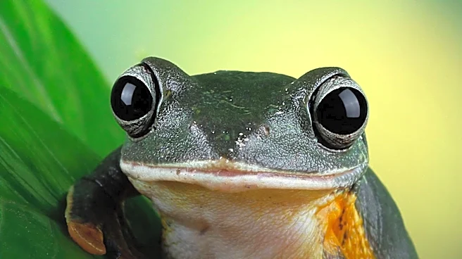 How a Tree Frog Learned to Thrive in Backyards and Bathrooms