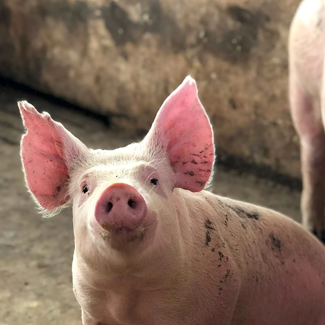The Selfish Rat Who Became an Unlikely Hero in Charlotte's Web