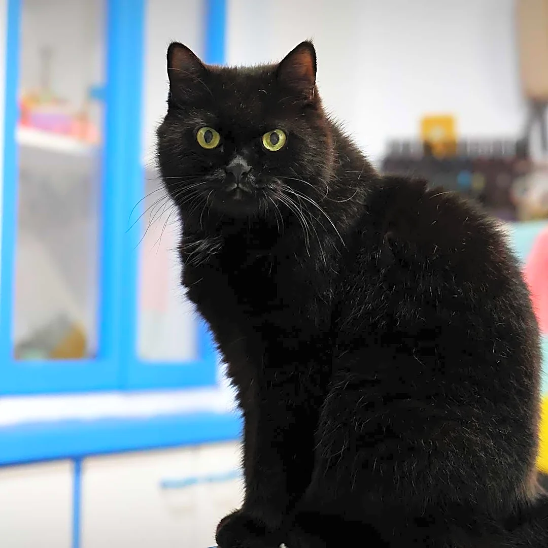 The Reason Cats No Longer Need Every Vaccine Annually