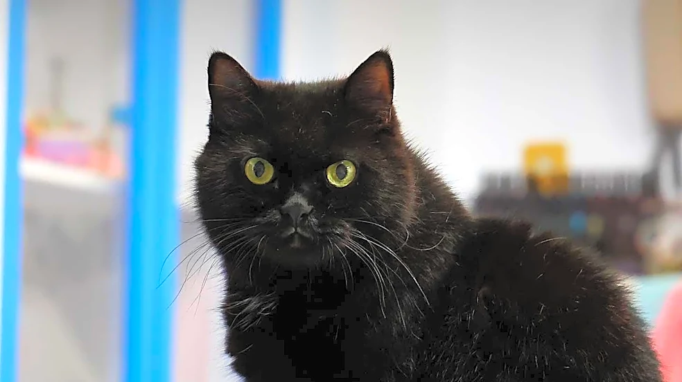 The Reason Cats No Longer Need Every Vaccine Annually