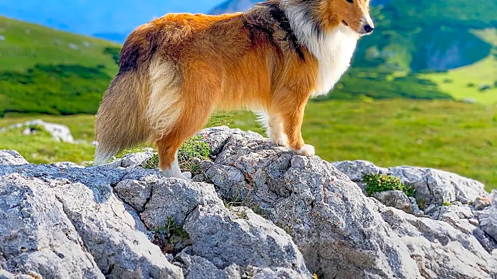 Why This Shaggy Dog Breed Is Nicknamed the Monkey Dog