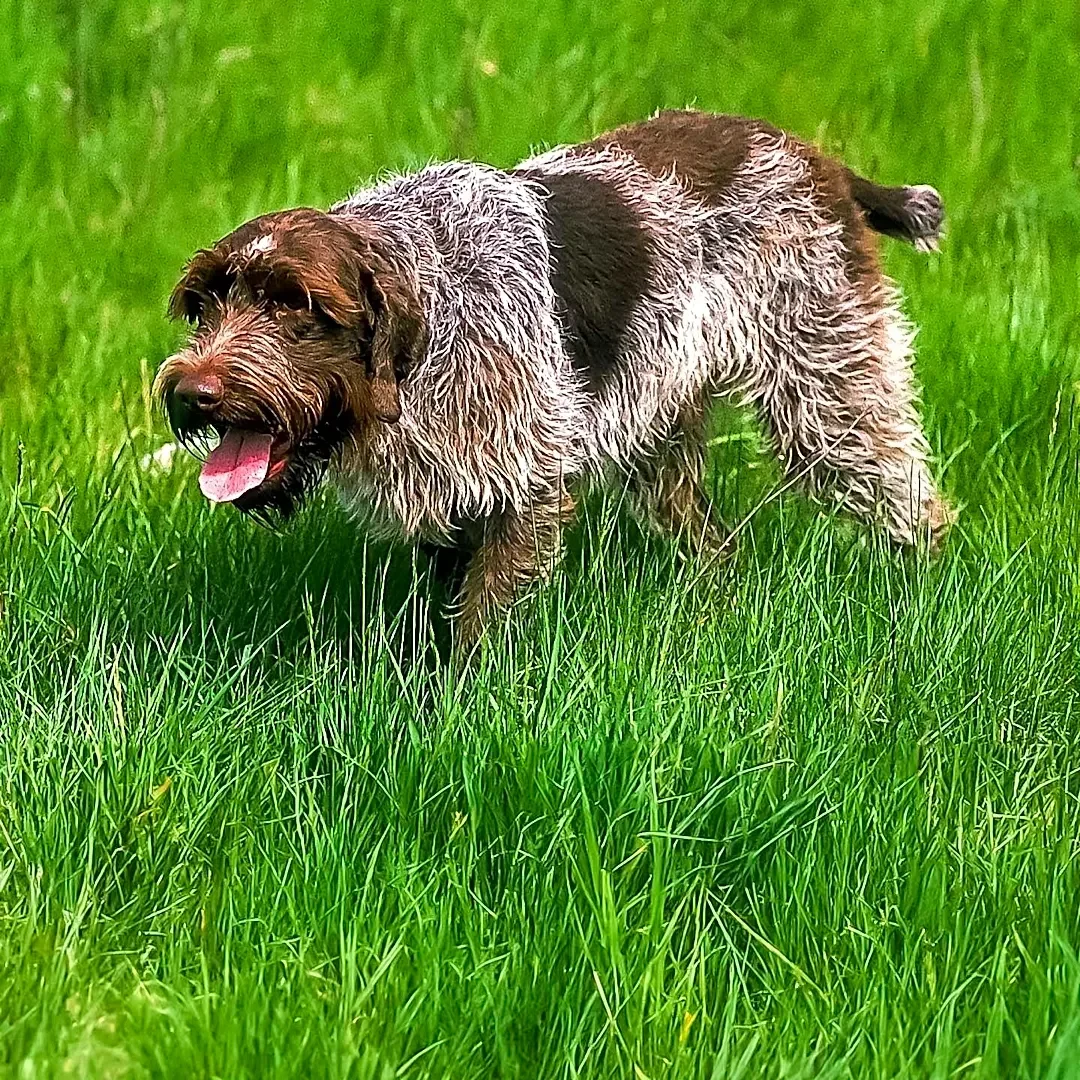 From Heavy Hunting Dog to Agile Athlete: The Pointer's Evolution