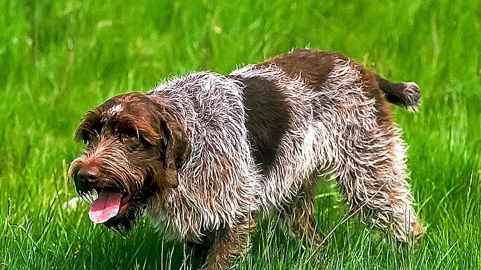 From Heavy Hunting Dog to Agile Athlete: The Pointer's Evolution