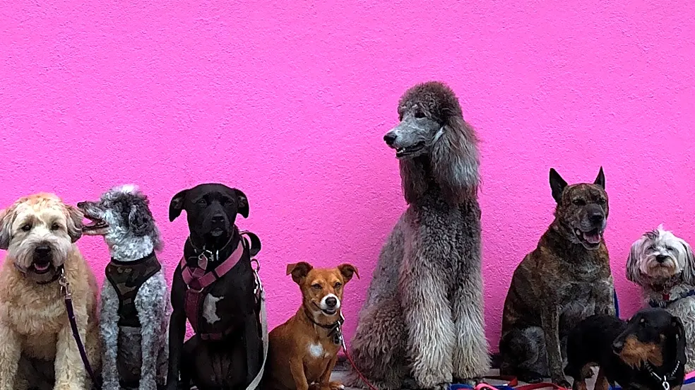 The Surprising Dog Breed That Comes in Three Completely Different Sizes