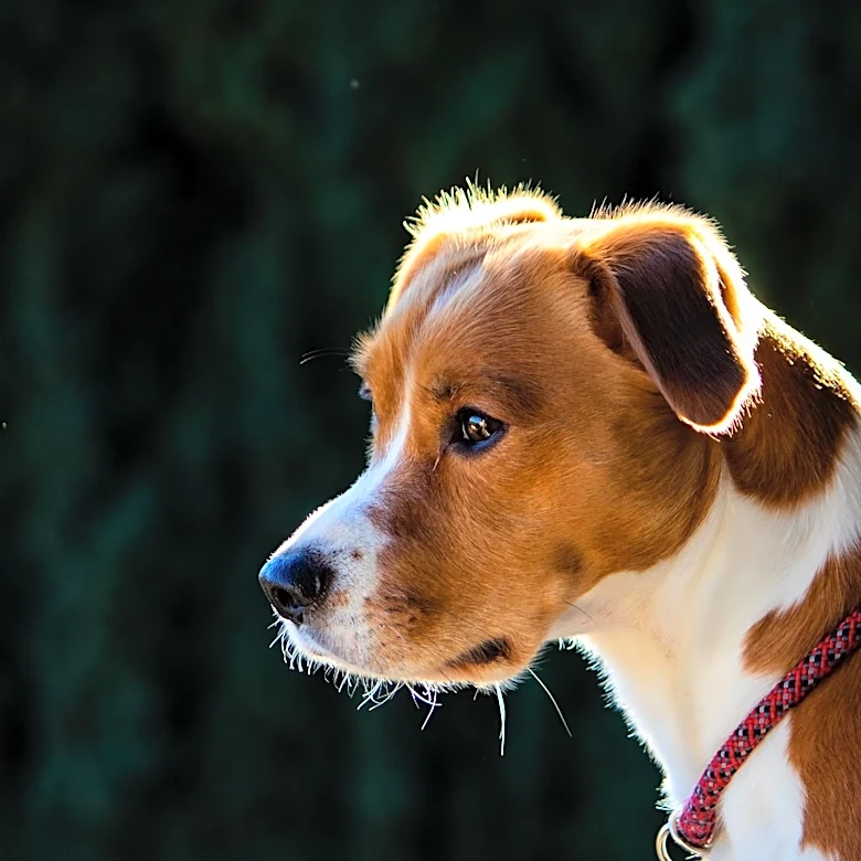 Why Dog Licensing Is About More Than Following the Law