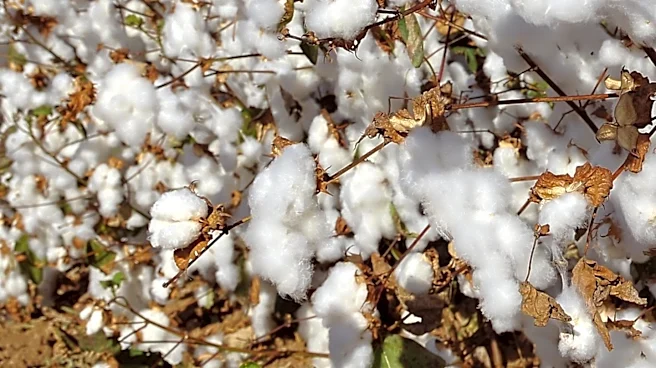 On This Day in 1793: Eli Whitney Applied to Patent the Cotton Gin