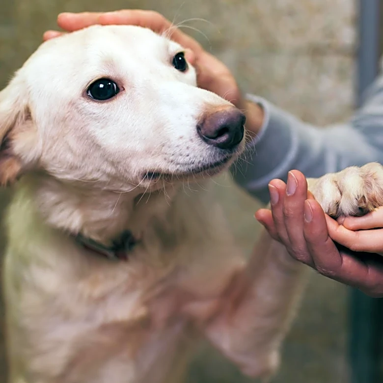 How Vets Decide When Euthanasia May Be the Kindest Option
