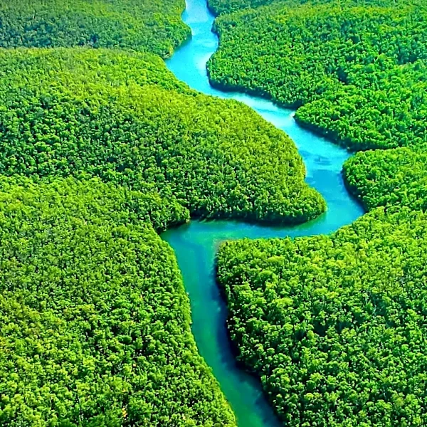 How One Giant Rainforest Connects Nine Parts of South America