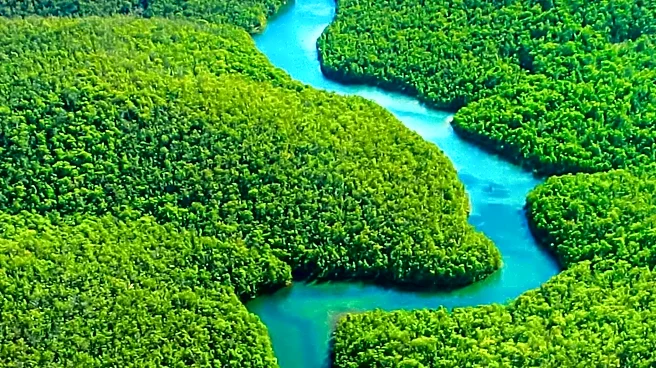 How One Giant Rainforest Connects Nine Parts of South America