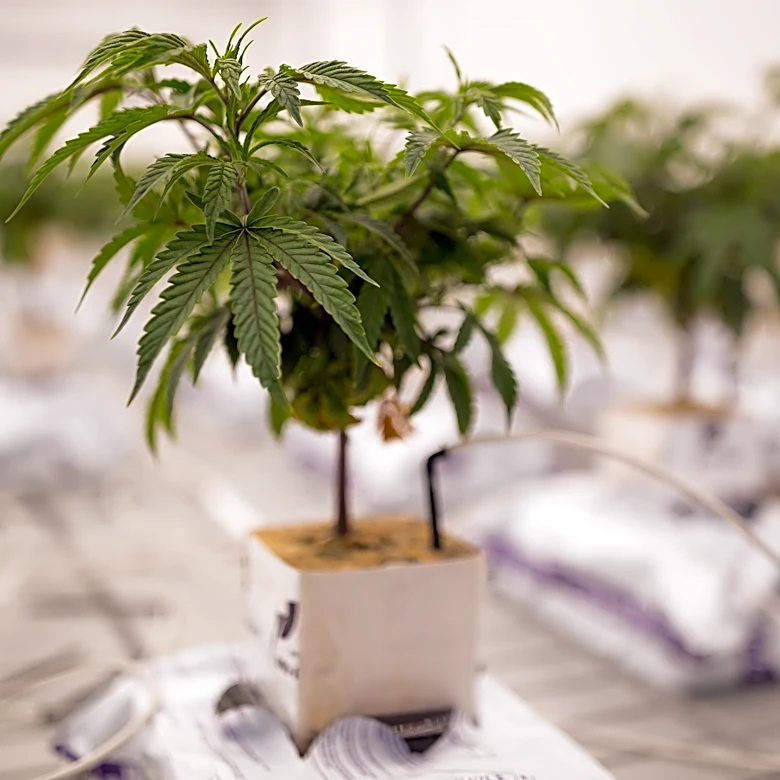 New Mexico cannabis industry hits $2.35 billion mark