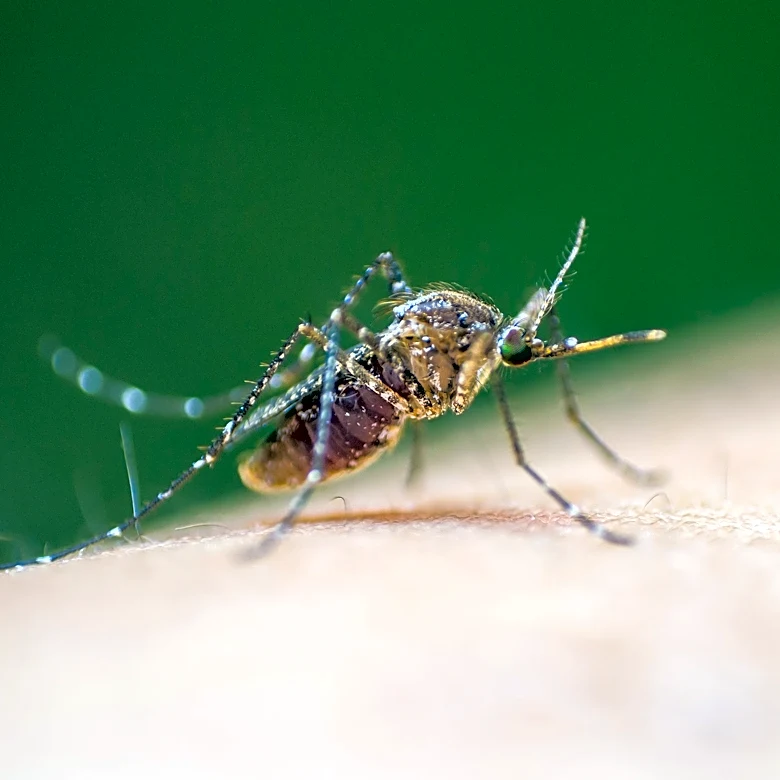 City of El Paso confirms first West Nile death of 2026. How to stay safe
