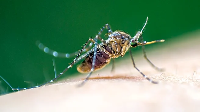 City of El Paso confirms first West Nile death of 2026. How to stay safe