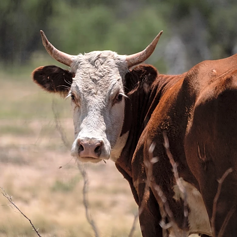 US reopens cattle border amid screwworm fears. Could beef prices fall?
